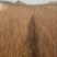 紫薇小苗高度80-150公分，基地大量现货供应，欢迎订购