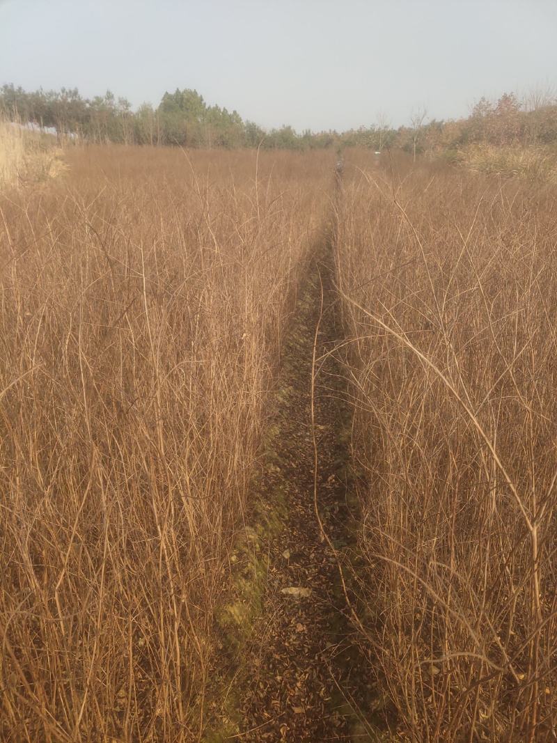 紫薇小苗高度80-150公分，基地大量现货供应，欢迎订购
