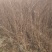 紫薇小苗高度80-150公分，基地大量现货供应，欢迎订购