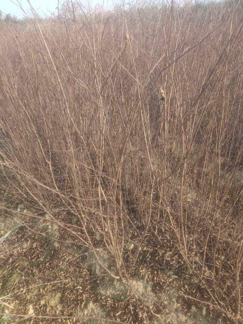 紫薇小苗高度80-150公分，基地大量现货供应，欢迎订购