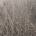 紫薇小苗高度80-150公分，基地大量现货供应，欢迎订购