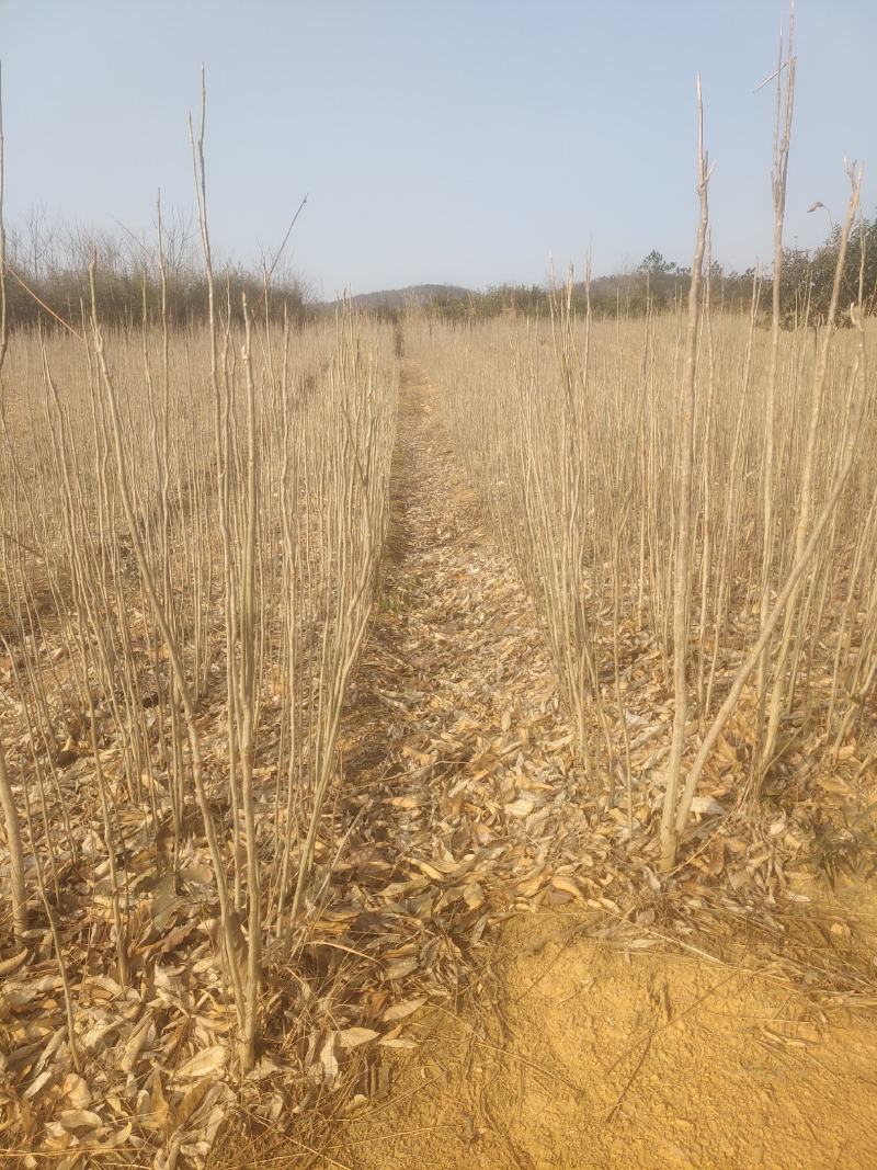 无患子，无患子小苗量大从优基地现挖现发，欢迎老板订购