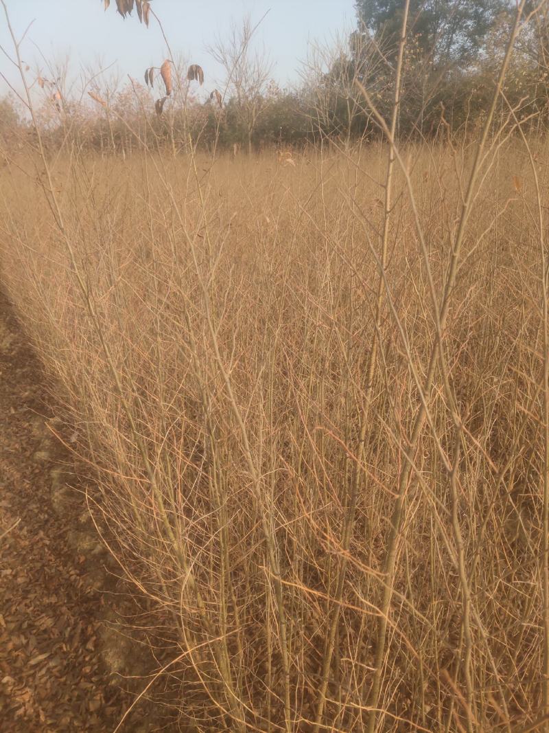 朴树苗大量上市产地直销量大从优欢迎各位朋友进店咨询