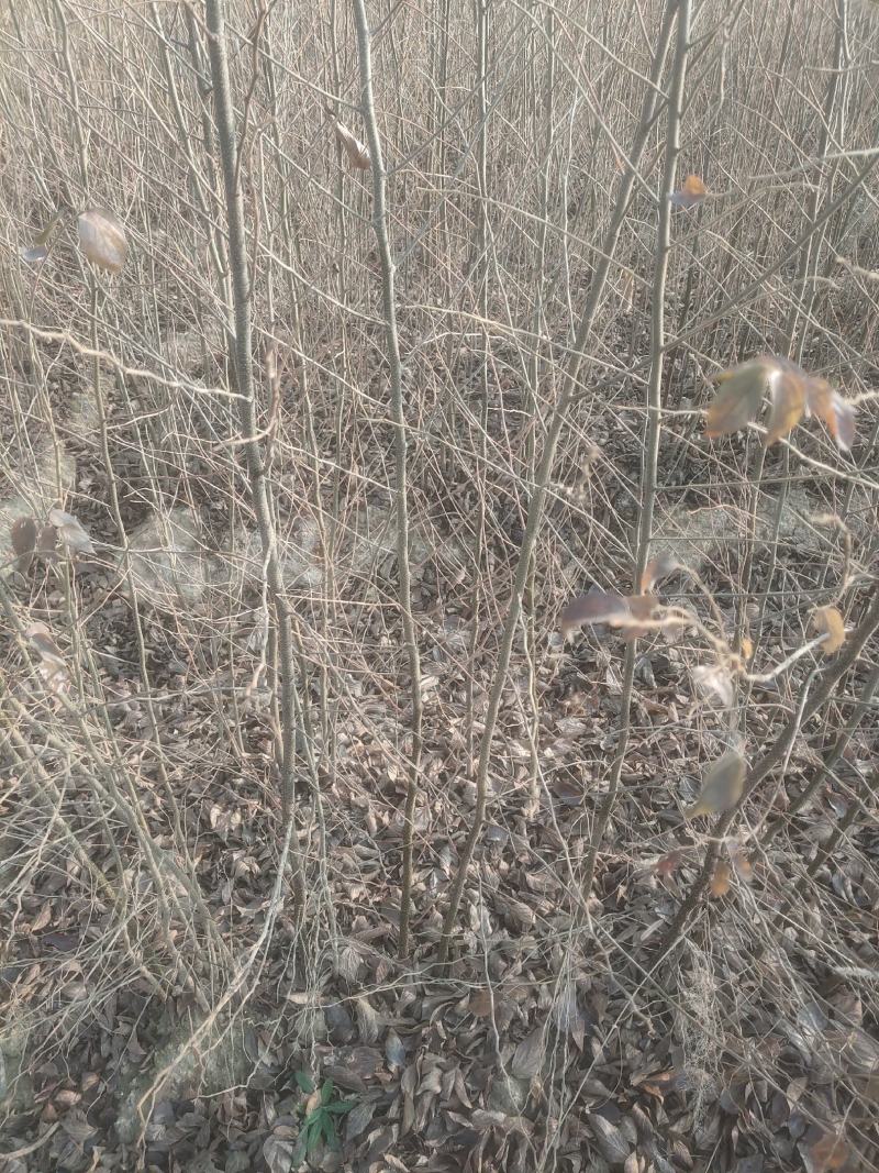 朴树苗大量上市产地直销量大从优欢迎各位朋友进店咨询