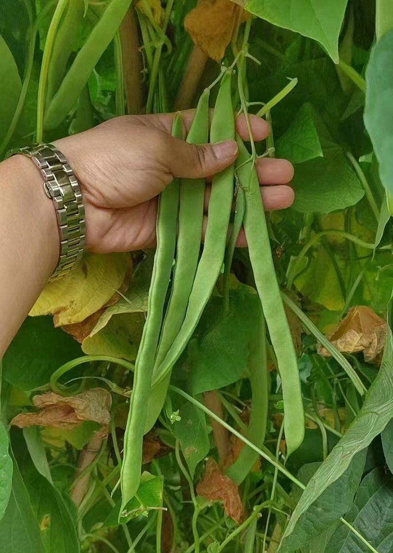 三扁四季豆种子菜豆种子春秋栽培芸豆种子架豆种子