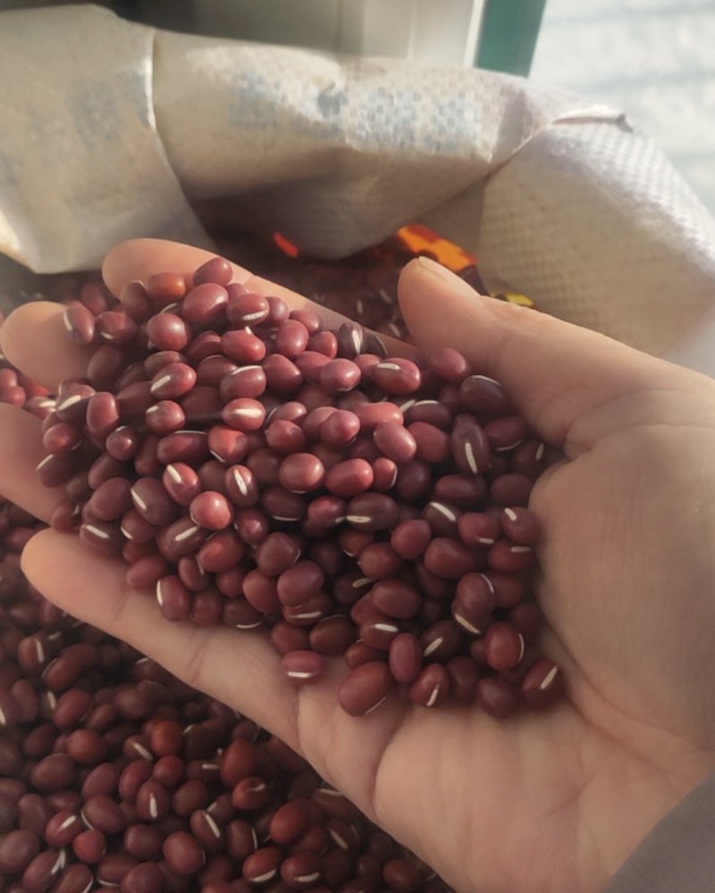 小红豆