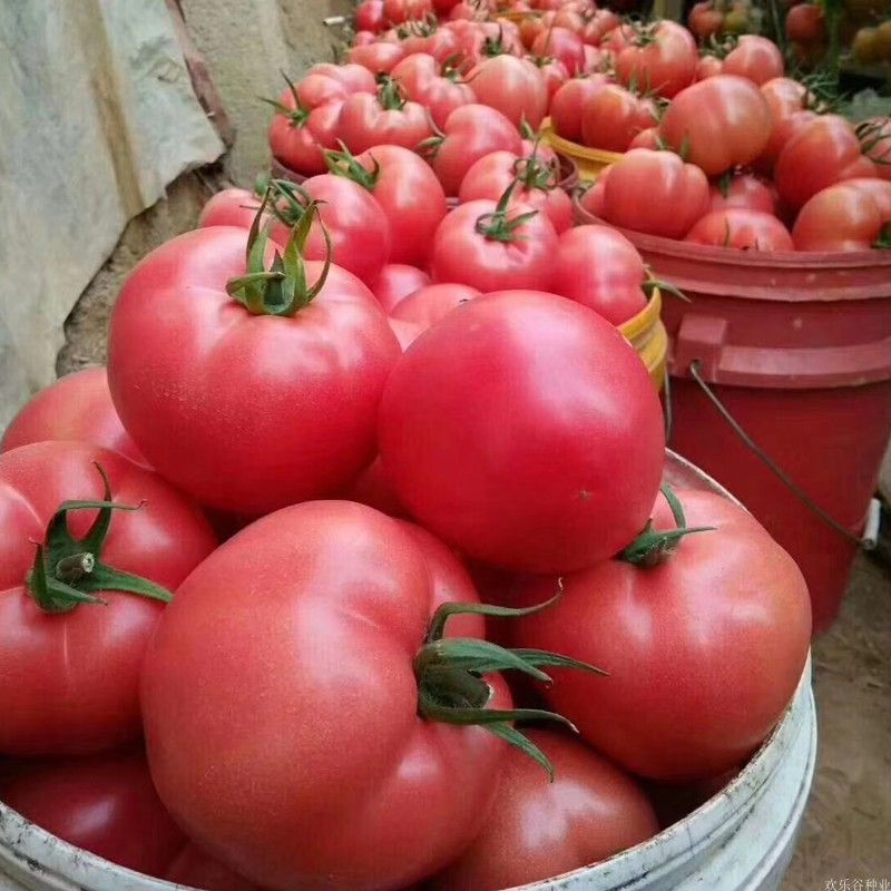 云南精品西红柿粉果红果电商社区团购一件代发工厂食堂供应