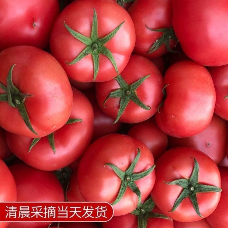 云南精品西红柿粉果红果电商社区团购一件代发工厂食堂供应