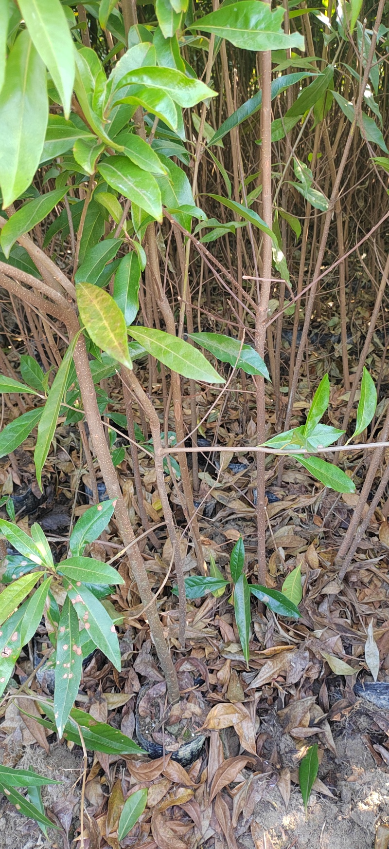 江西木荷袋苗1公分木荷杯苗1.2-1.5公分木荷杯苗