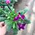 紫罗兰，花期长花色多，较耐寒，伟荣花卉苗木基地
