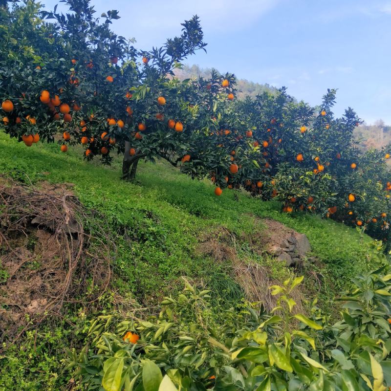 湖北秭归长虹产地直销，果大色红味甜，欢迎客商采购。