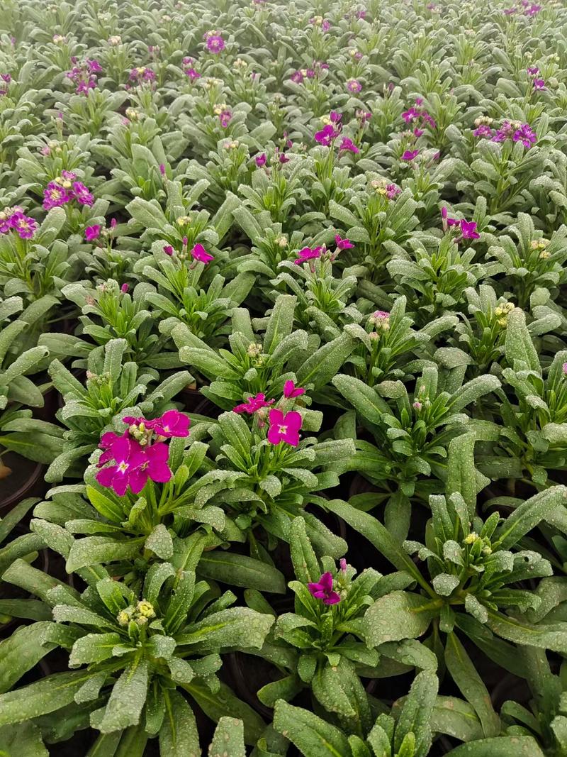 紫罗兰，花期长花色多，较耐寒，伟荣花卉苗木基地