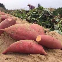 【推荐】西瓜红红薯大量现货量大从优价格欢迎