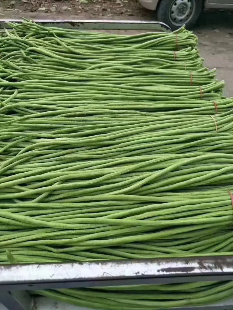 【推荐豆角】广东青条豆角精品上市产地一条龙服务电联优惠