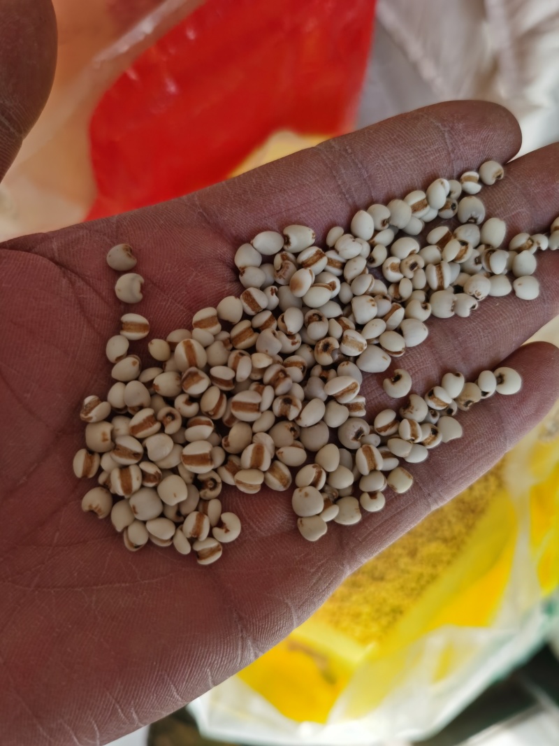 薏米薏米仁批发贵州优质薏米仁