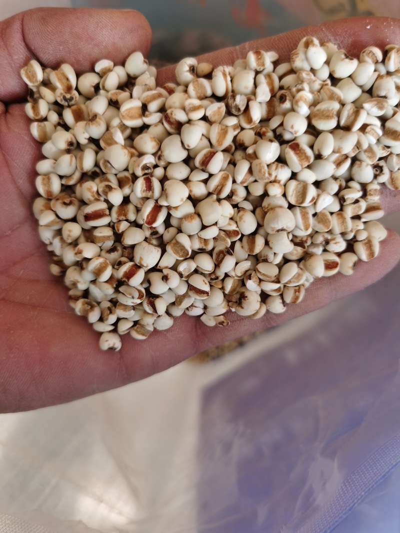 薏米薏米仁批发贵州优质薏米仁