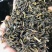 茉莉花茶横县茉莉花茶2026年新茉莉茶饭店用茶