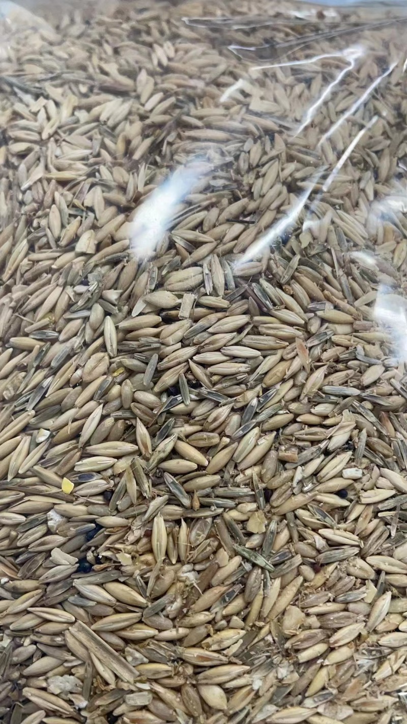 次燕麦