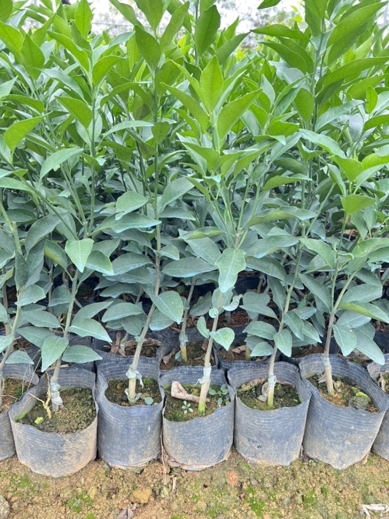 广西香橙沃柑杯苗一级苗基地直发量大从优可视频看货欢迎咨询