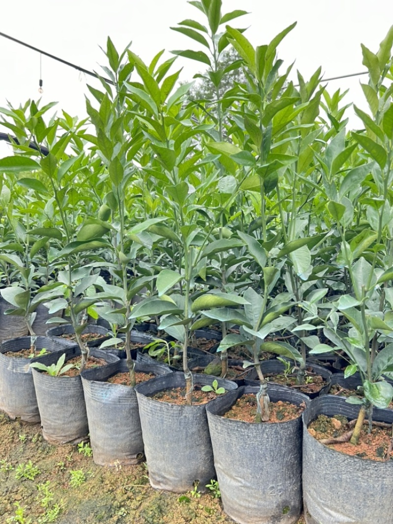 广西香橙沃柑杯苗一级苗基地直发量大从优可视频看货欢迎咨询