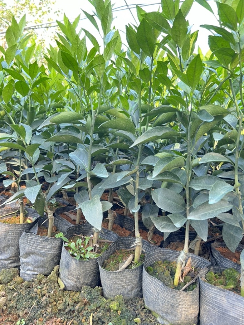 广西香橙沃柑杯苗一级苗基地直发量大从优可视频看货欢迎咨询
