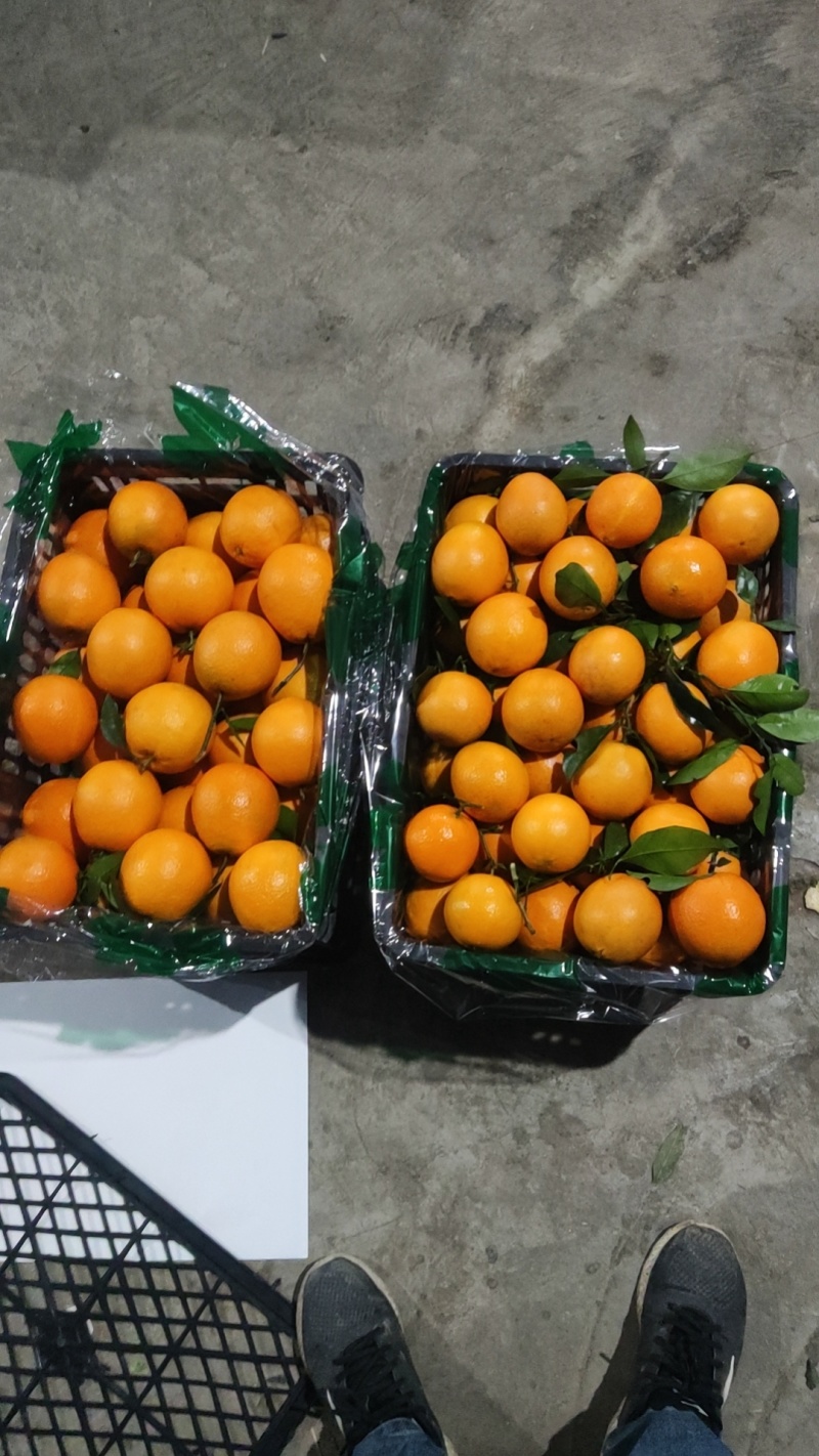 湖北秭归纽荷尔脐橙，长虹，血橙，脐橙品类丰富可发货可定园