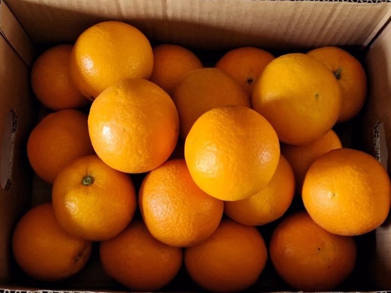 湖北秭归九月红脐橙果园直发规格齐全可代发欢迎咨询
