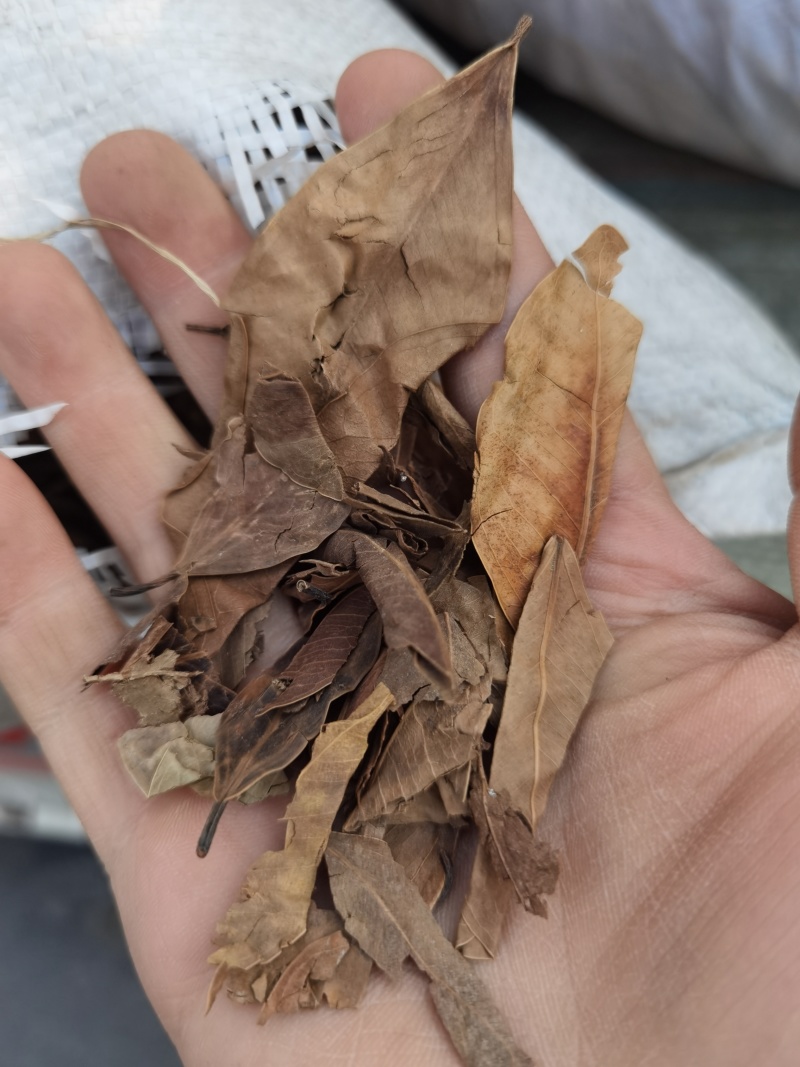 小叶榕大货出售