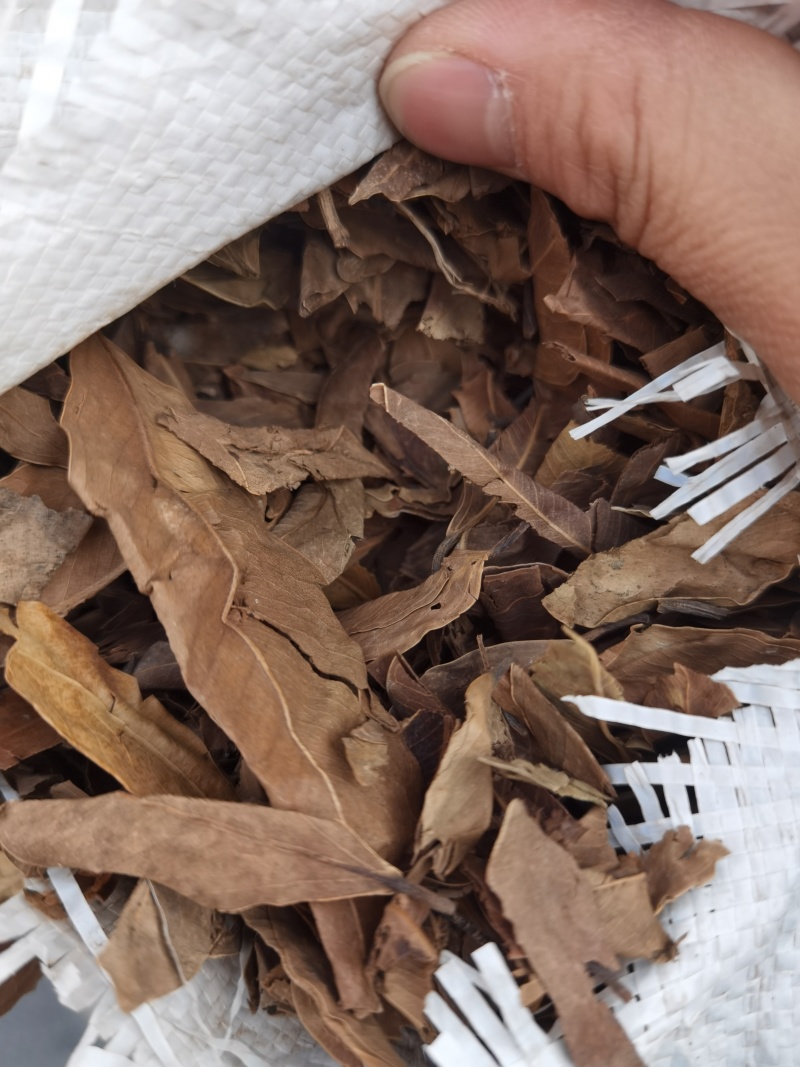 小叶榕大货出售