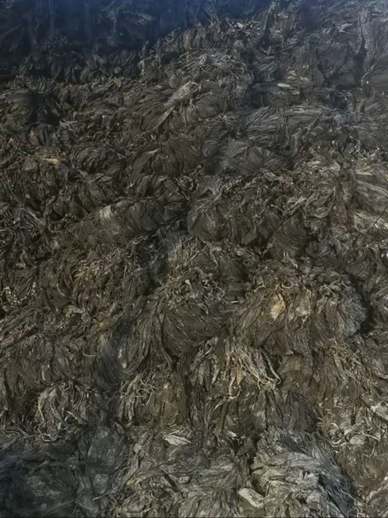 海带干海带散海带福建海带山东海带无黄叶肉厚产地直发