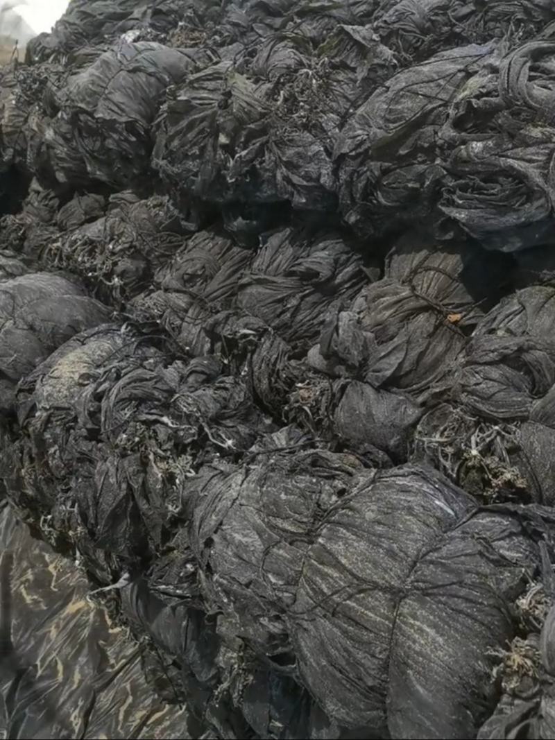 海带干海带散海带福建海带山东海带无黄叶肉厚产地直发
