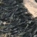 海带干海带散海带福建海带山东海带无黄叶肉厚产地直发