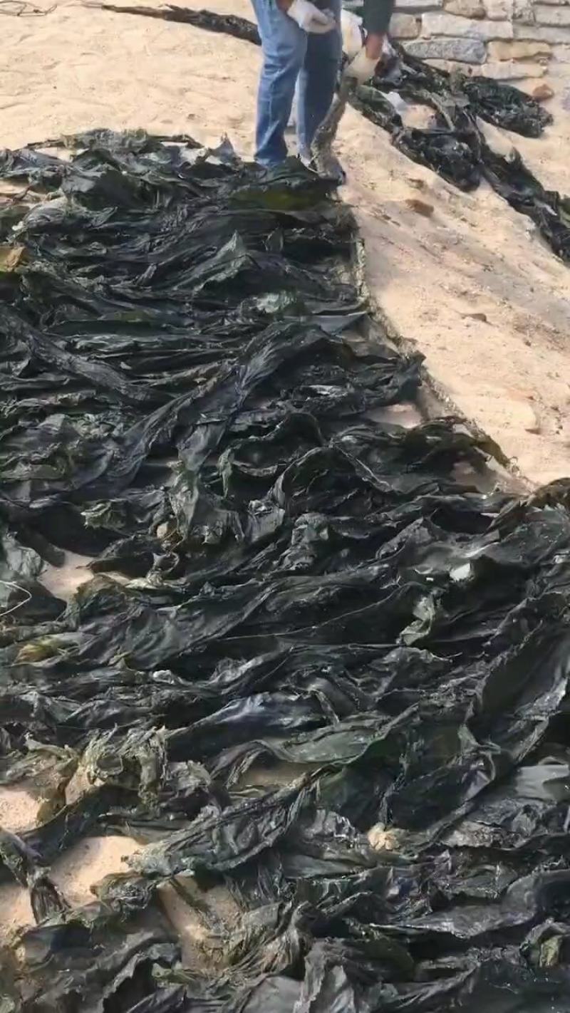 海带干海带散海带福建海带山东海带无黄叶肉厚产地直发