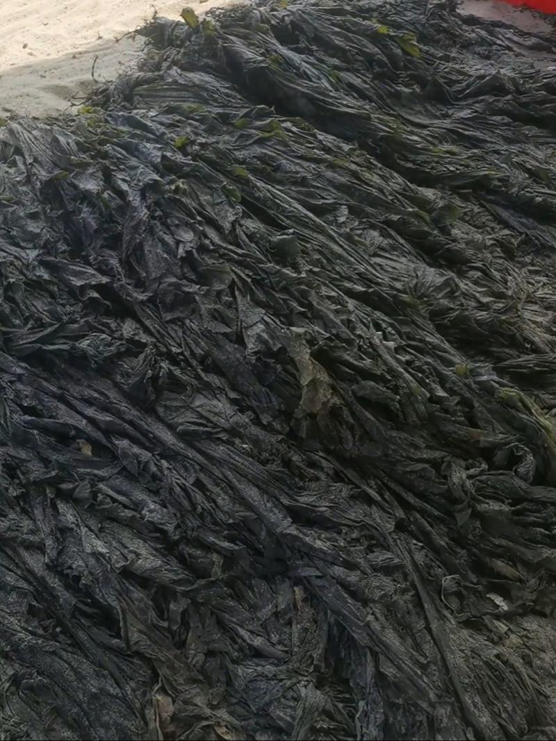 海带干海带散海带福建海带山东海带无黄叶肉厚产地直发