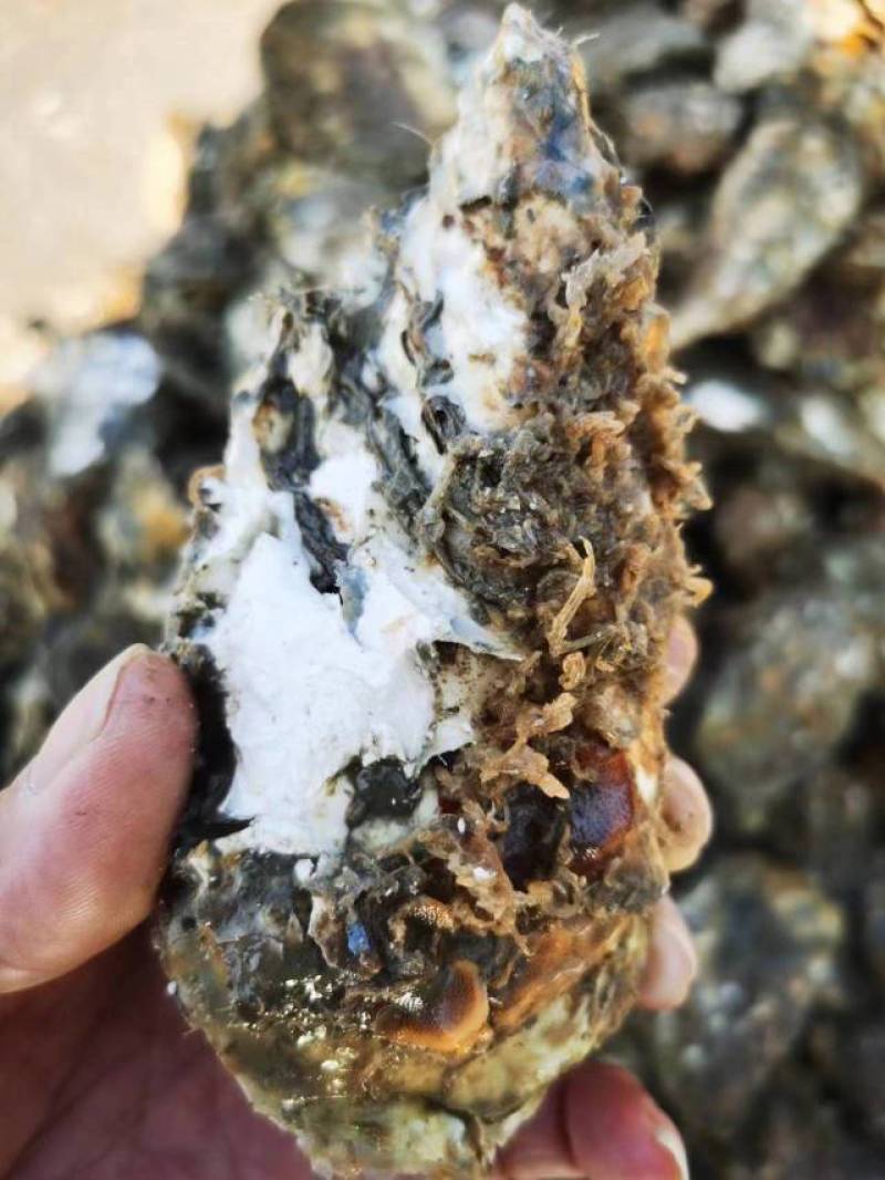 大家好，我是山东日照码头生蚝出货地，支持电商，加工厂，社