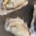 大家好，我是山东日照码头生蚝出货地，支持电商，加工厂，社