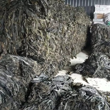 干海带散菜海带无沙海带海带片短板菜长板菜产地直接发货