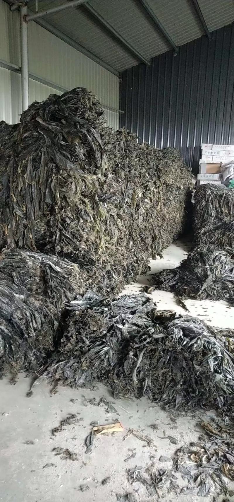 干海带散菜海带无沙海带海带片短板菜长板菜产地直接发货