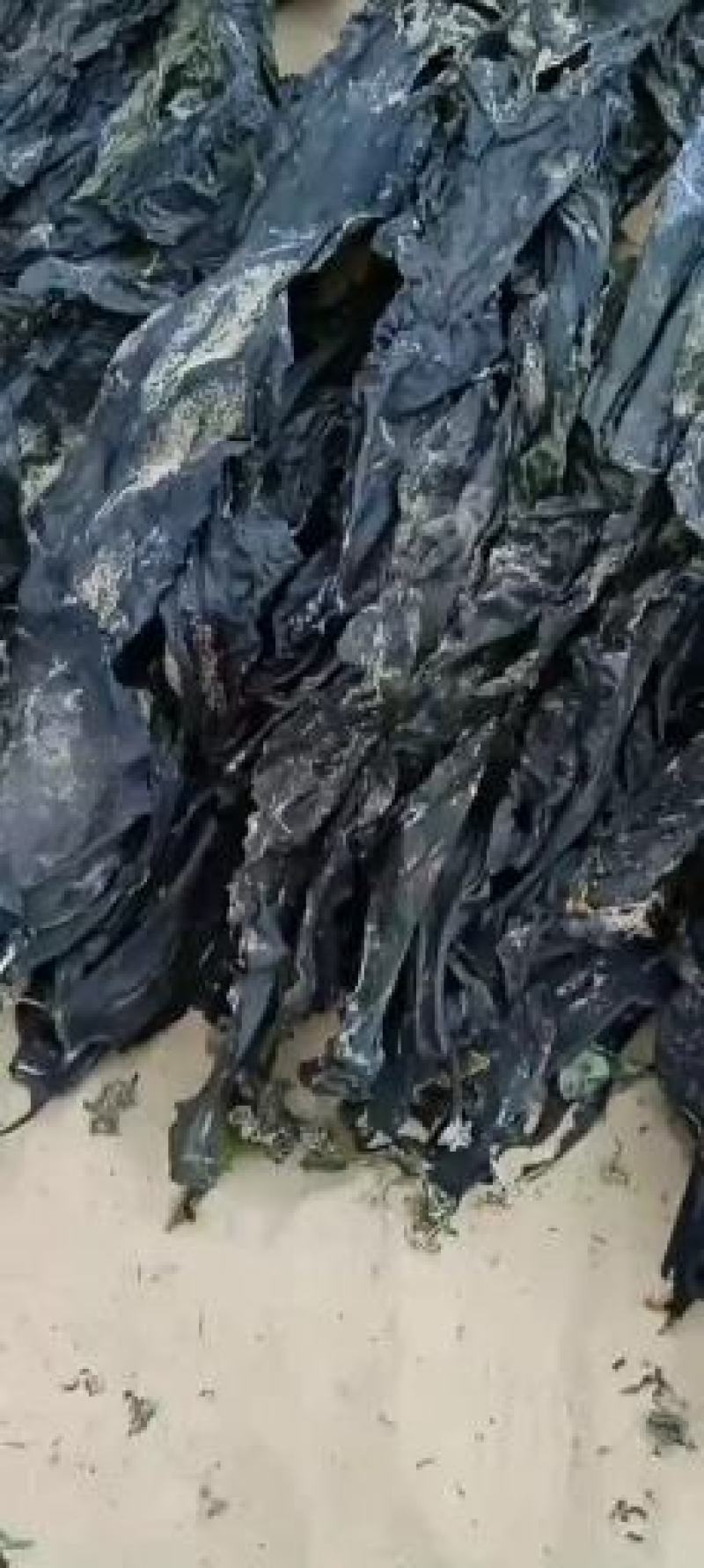 干海带海带海带干短板菜长板菜散菜海带海带皮产地直接发货
