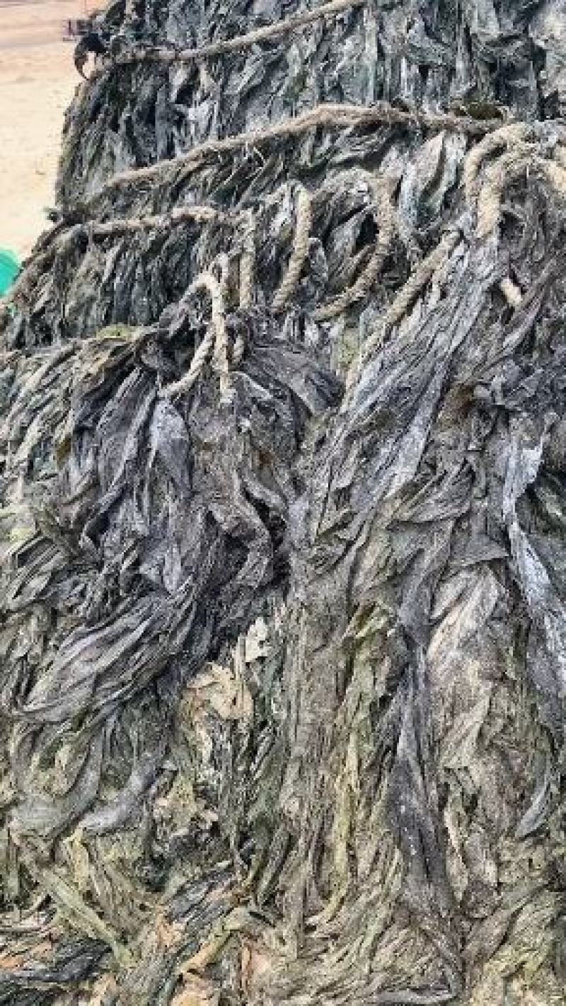 干海带海带海带干短板菜长板菜散菜海带海带皮产地直接发货