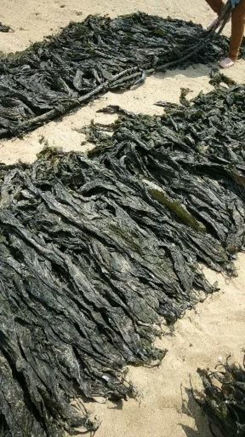 干海带海带海带干短板菜长板菜散菜海带海带皮产地直接发货