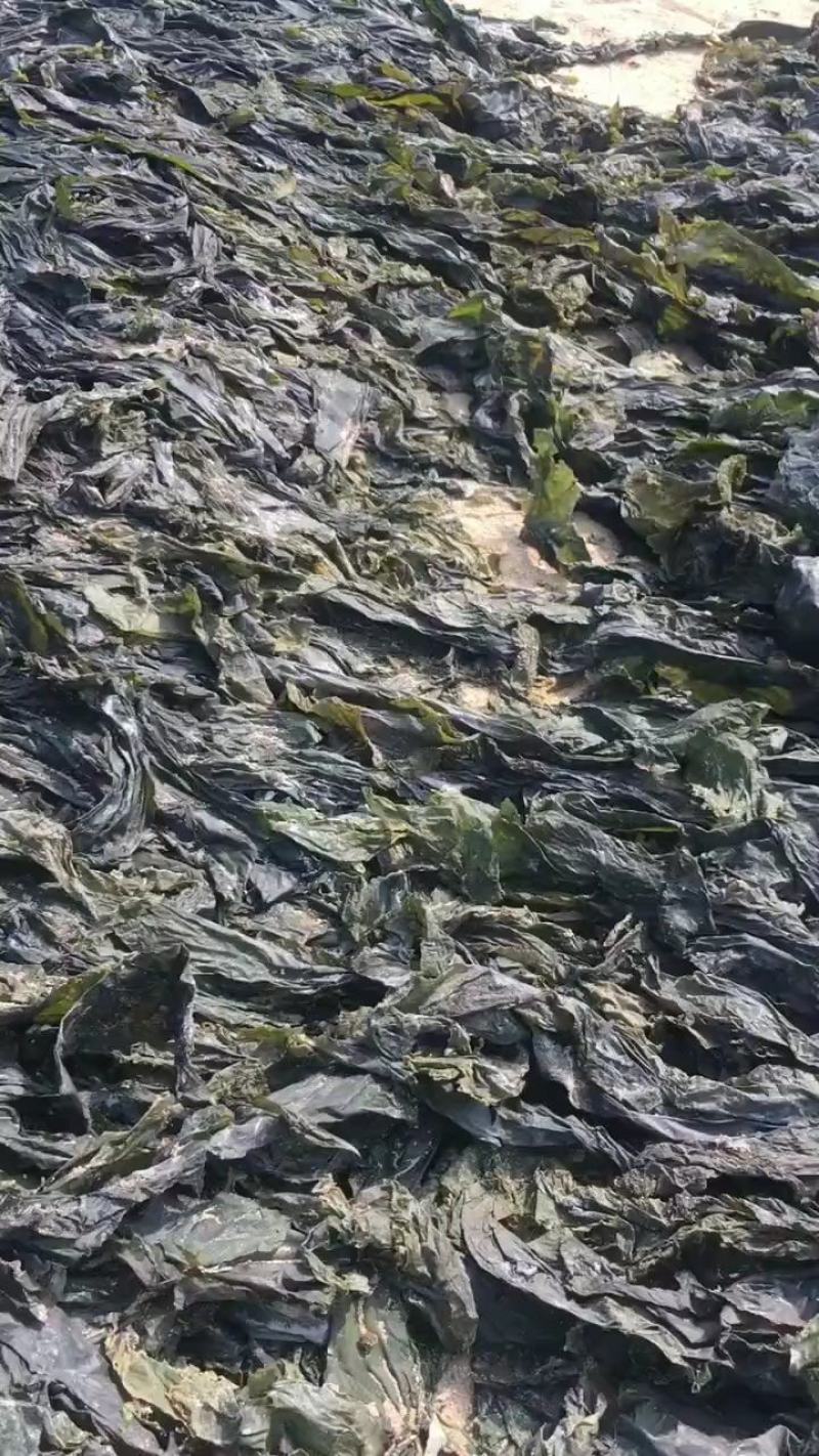 干海带海带海带干短板菜长板菜散菜海带海带皮产地直接发货