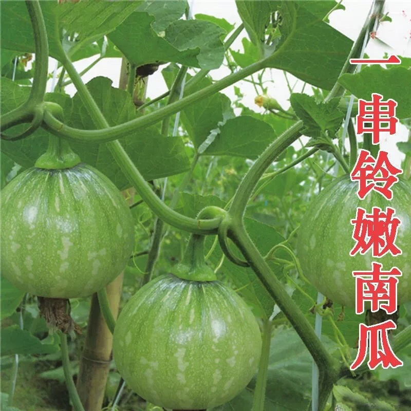 【早熟一串铃】早熟嫩南瓜种子一串铃南瓜花皮小南瓜种子