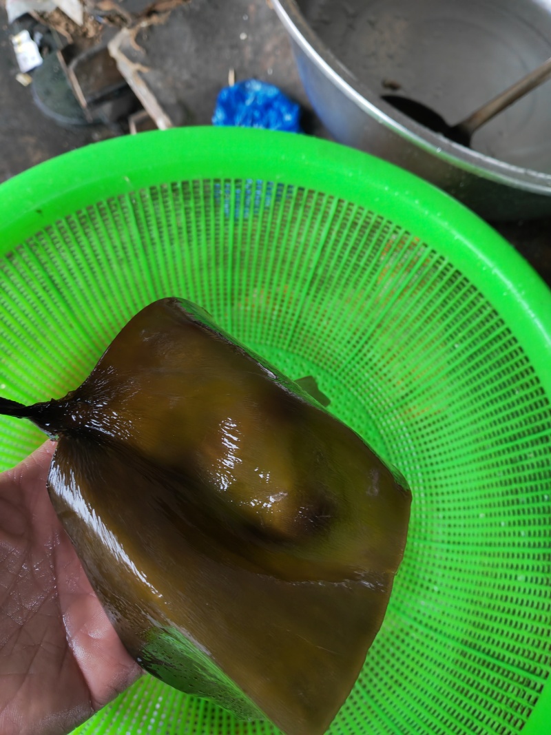 海带头25-30cm