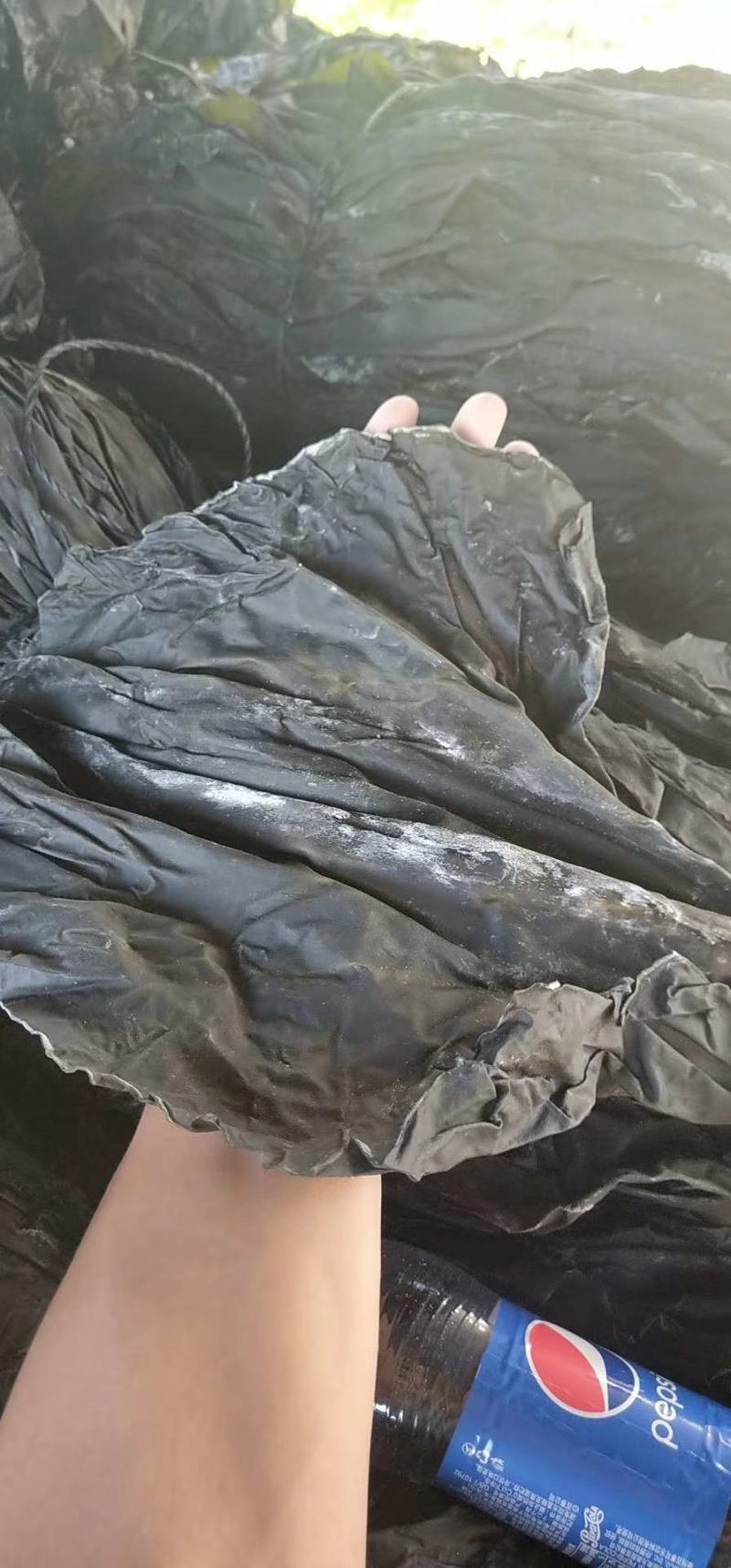 干海带无沙挂菜海带散菜海带海带干海带皮产地直接发货