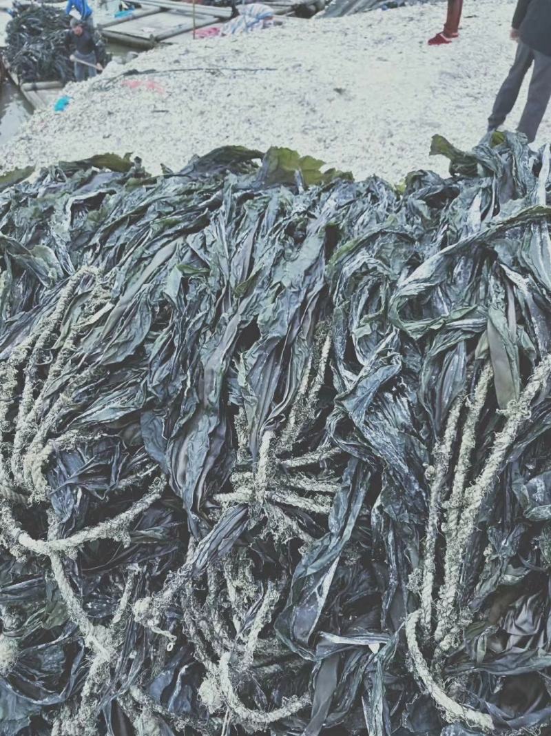 干海带无沙挂菜海带散菜海带海带干海带皮产地直接发货