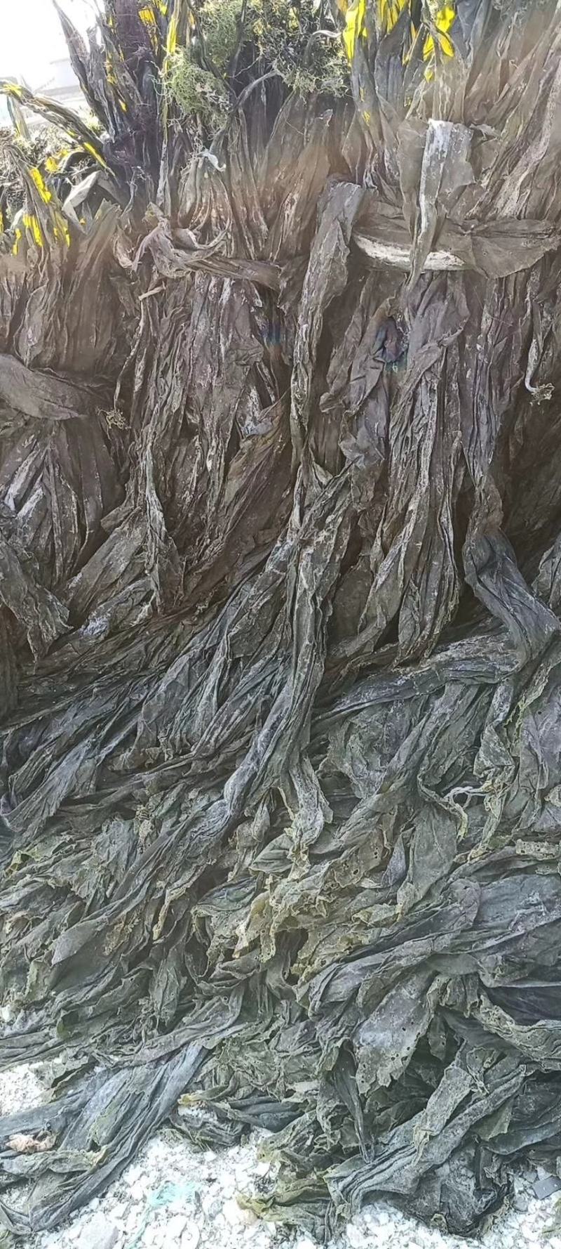 干海带无沙挂菜海带散菜海带海带干海带皮产地直接发货