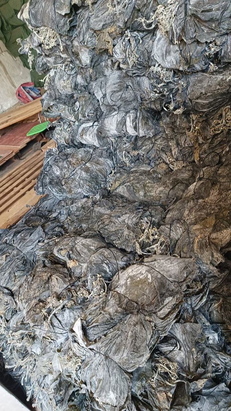 干海带无沙挂菜海带散菜海带海带干海带皮产地直接发货