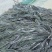 干海带无沙挂菜海带散菜海带海带干海带皮产地直接发货