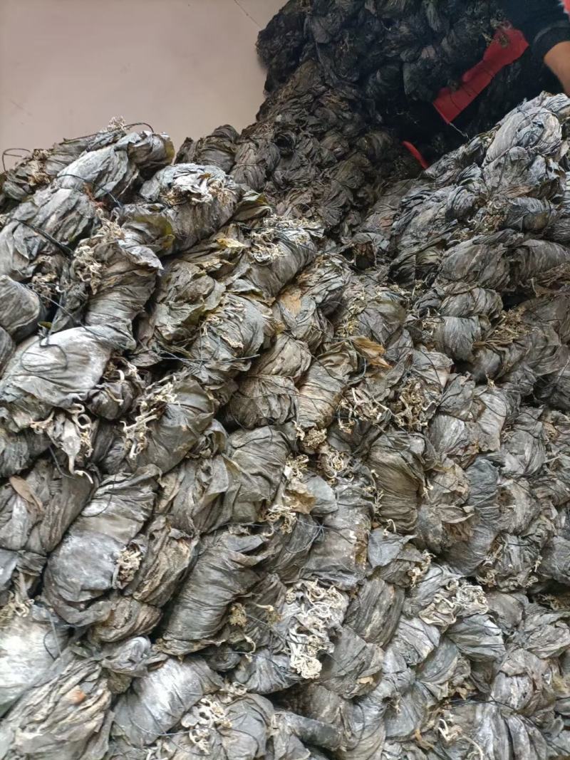 干海带海带海带片短板菜海带长板菜海带无沙海带产地直接发货